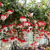 2 Fuchsia Flower Plants, Live White Red Fuchsia Plants Live Potted, 4 to 7 Inc Tall, 2 Live Plants