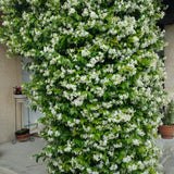 Star Jasmine Plant Live, Fragrant Jasmine Vine for Outdoor Planting, Starter Plant in 4'' Pot, Easy Care