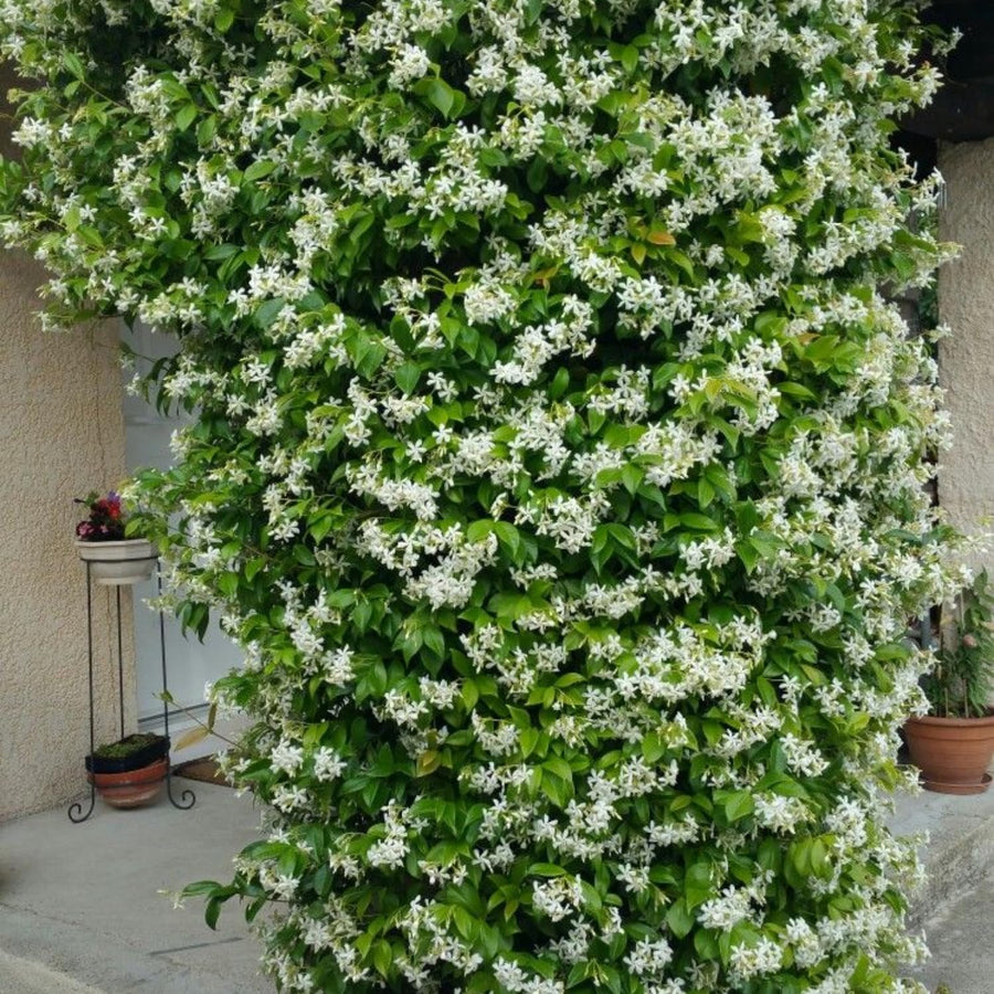 Star Jasmine Plant Live, Fragrant Jasmine Vine for Outdoor Planting, Starter Plant in 4'' Pot, Easy Care