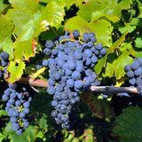 Grape Vine Plant Live for Planting Outdoor, Cold Hardy Grape Plant Live 1-2 Years Old, Well-Rooted Fruit Vine for Garden or Trellis (Blue Grape)
