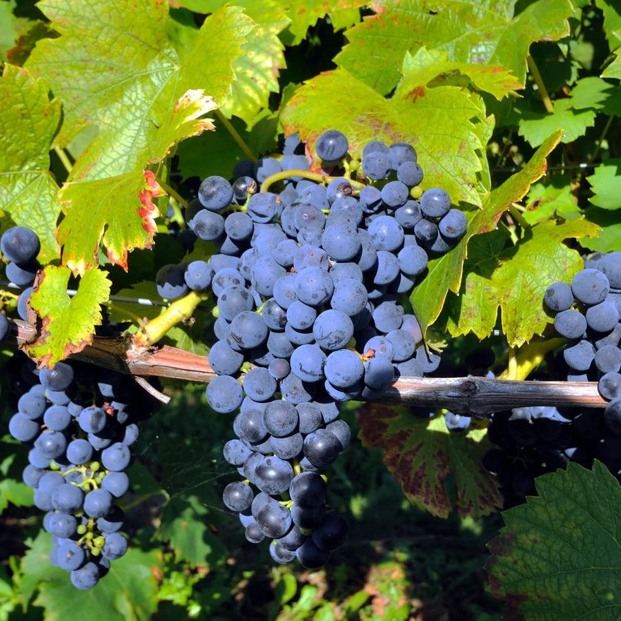 Grape Vine Plant Live for Planting Outdoor, Cold Hardy Grape Plant Live 1-2 Years Old, Well-Rooted Fruit Vine for Garden or Trellis (Blue Grape)