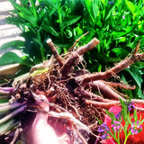 15 Comfrey Roots for Planting, Comfrey Live Roots, 3–6 Inch Size, Fast Growing Perennial Herb