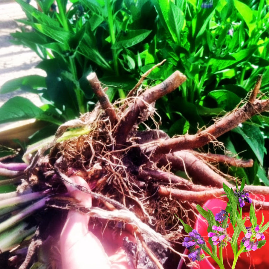 15 Comfrey Roots for Planting, Comfrey Live Roots, 3–6 Inch Size, Fast Growing Perennial Herb