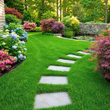 10000 Emerald Zoysia Grass Seeds for Lawn, Emerald Zoysia Grass Seeds, Lawngrass Seed, Drought Tolerant for Outdoor Lawn and Garden