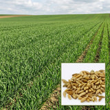 2 Lbs Rye Cover Crop Seeds for Planting, Rye Grass Seeds for Garden, Lawn, Outdoor Ground Cover, Easy to Plant
