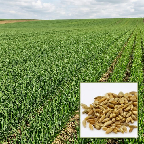 2 Lbs Rye Cover Crop Seeds for Planting, Rye Grass Seeds for Garden, Lawn, Outdoor Ground Cover, Easy to Plant