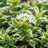 2 Dwaft Ixora Plants Live, Flowers Plants, Live Ixora Plant from 4 Inc Tall Well Rooted (White)