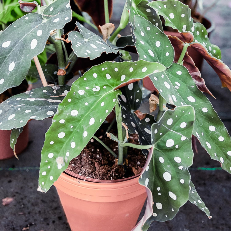 Begonias Plant Indoor, Begonia Plant Houseplant, Rare Begonias Live Plant 4 to 6 Inches Height No Pot (Green Polka Dot Leaf)
