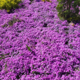 8000 Creeping Thyme Seeds for Planting - Low Growing Ground Cover Herb, Creeping Thyme Plant Seeds for Garden, Landscaping