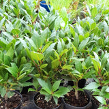 Bay Laurel Tree Live, Sweet Bay Leaf Tree, 8-10" Tall, Laurus Nobilis Culinary and Ornamental Herb Plant