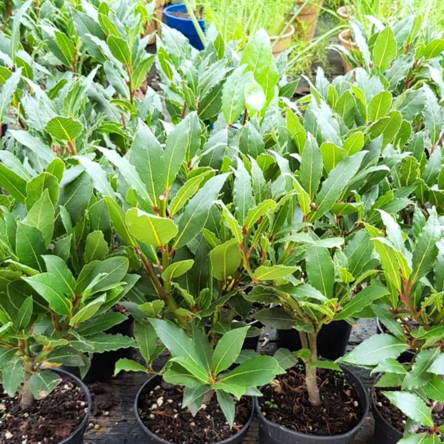 Bay Laurel Tree Live, Sweet Bay Leaf Tree, 8-10" Tall, Laurus Nobilis Culinary and Ornamental Herb Plant