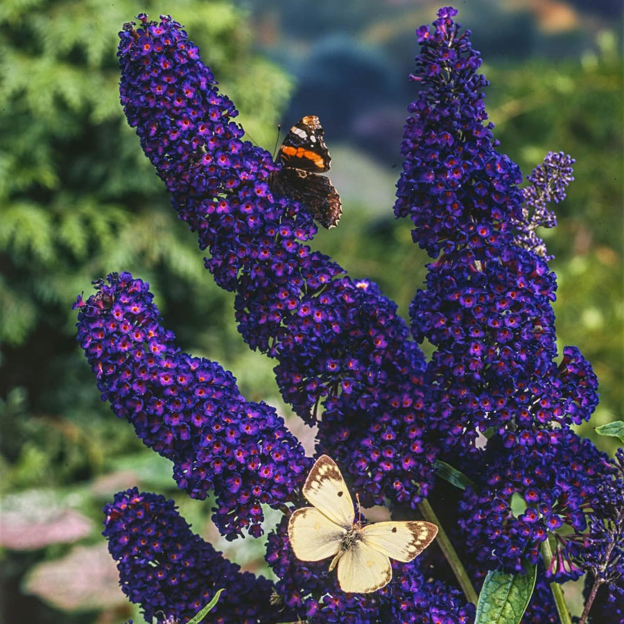 2 Butterfly Bush Shrubs Plants, Black Butterfly Bush Live Plants Trees Shrub for Planting Garden Indoor Outdoor