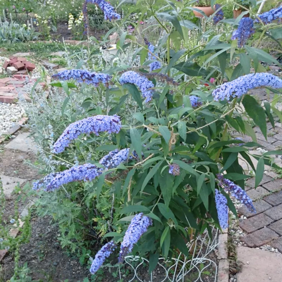 2 Butterfly Bush Shrubs Live Plants, Light Blue Butterfly Bush Plants Trees Flower Shrub for Planting Garden Indoor Outdoor
