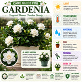 Gardenia Plant Live, Fragrant White Blooms, Jasmine Gardenia Plant, 5-7 Inches Tall in 3.5'' Pot, Jasmine Flower for Indoor Outdoor Growing