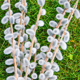 Pussy Willow Live Plant in 2.5 Inch Pot, Ornamental Shrub, Fast Growing Early Spring Blooming Tree for Gardening