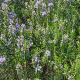 100 Count Rosemary Seeds, Culinary Herb for Garden, Patio, and Indoor Growing