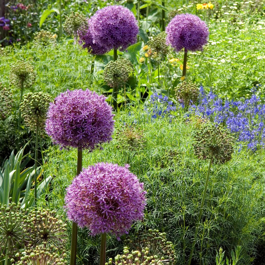 3 Purple Allium Bulbs for Planting - Large Bulbs, Ornamental Onion Allium Flower Bulb, Spring Blooming Garden Flowers, Outdoor Landscaping Plants