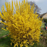 Forsythia Lynwood Gold Tree Live Plant, Forsythia Bush Live Plant, 8-10 Inches Tall in Quart Pot for Outdoor Planting, Dormant in Winter