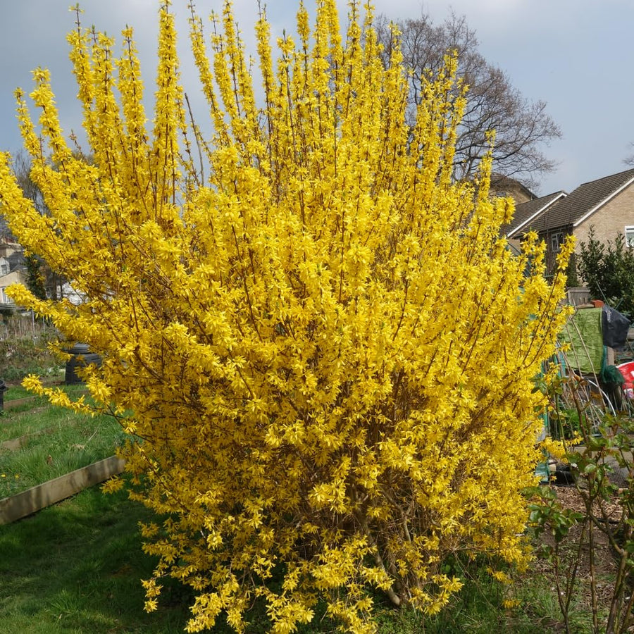 Forsythia Lynwood Gold Tree Live Plant, Forsythia Bush Live Plant, 8-10 Inches Tall in Quart Pot for Outdoor Planting, Dormant in Winter