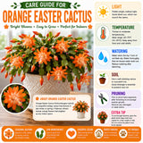 Orange Easter Cactus Plant Live, Vibrant Blooming Cactus, 6'' Tall in 4 Inches Pot, Holiday Cactus, Flowering Succulent for Indoor Outdoor Planting