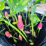 2 Awapuhi Shampoo Ginger Roots for Planting, Zingiber Zerumbet Pinecone Ginger Rhizomes, Fresh Ginger Rhizomes to Grow