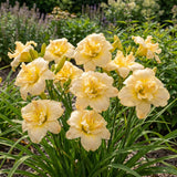 5 Pale Yellow Daylily Roots, Hardy Perennial Flower for Garden Beds and Borders Planting, Easy Care, Ready to Grow