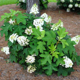 Hydrangea Live Plant, 4 Inch Pot, White Hydrangea Bush, Hardy Perennial Flowering Shrub, 6-12" Tall