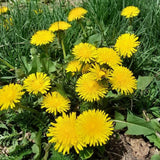 Dandelion Plant in 4'' Pot, 4-6 Inch Tall Yellow Dandelion Herb Plant, Easy to Grow Perennial Flower Plants
