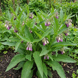 15 Comfrey Roots for Planting - Live Bocking 14 Comfrey Root Cuttings, Perennial Comfrey Roots for Garden Growing, 2-5" Root