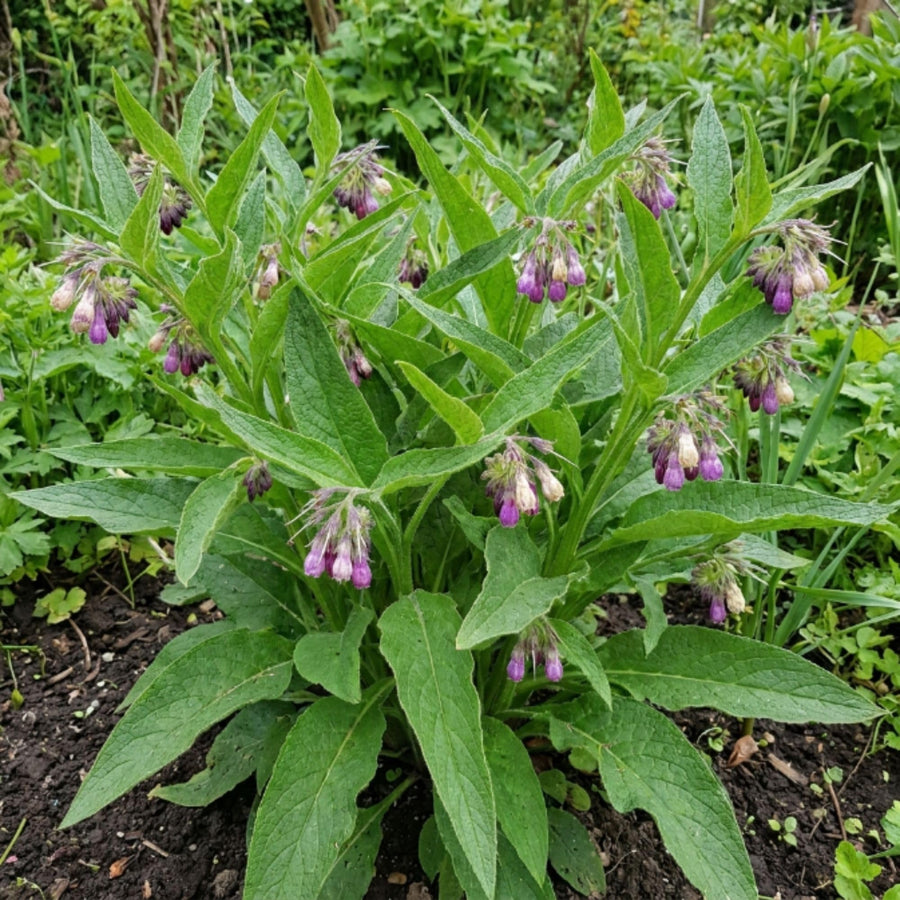 15 Comfrey Roots for Planting - Live Bocking 14 Comfrey Root Cuttings, Perennial Comfrey Roots for Garden Growing, 2-5" Root