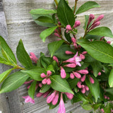 Pink Weigela Plant Live, Flowering Weigela Bush, 8-12'' Tall in Quart Pot, Perennial Shrub for Outdoor Planting