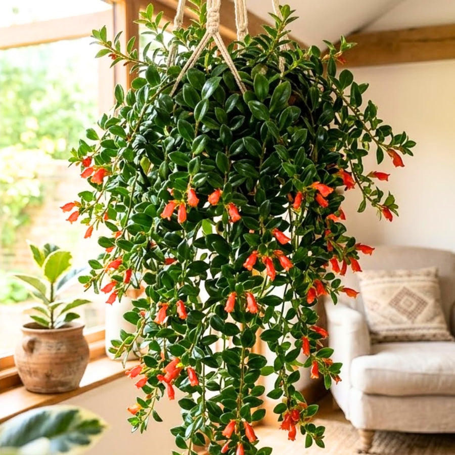 Tropical Goldfish Plant Live, 4" Potted Trailing Houseplant for Indoor or Patio Hanging