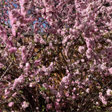 1 Year Old Pink Flowering Almond Shrub Live Plant in Quart Pot, 6-12" Vibrant Pink Flowers, Cold-Hardy, Well-Rooted, Dormant in Winter