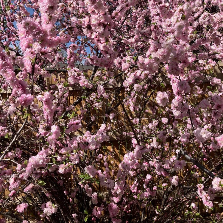1 Year Old Pink Flowering Almond Shrub Live Plant in Quart Pot, 6-12" Vibrant Pink Flowers, Cold-Hardy, Well-Rooted, Dormant in Winter