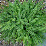 10 Maidenhair Fern Live Rhizomes, Shade Perennial Fern Plants for Outdoor Growing, Hardy, Fast Growing