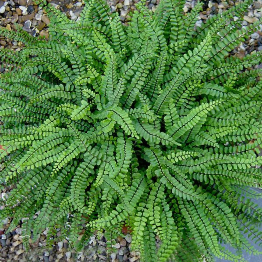 10 Maidenhair Fern Live Rhizomes, Shade Perennial Fern Plants for Outdoor Growing, Hardy, Fast Growing
