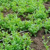 Live Green Cilantro Plant in 4 Inch Pot, Cilantro Herb Plant, Culinary Herb, Well Rooted for Indoor Herb Gardens and Outdoor Planting