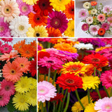 Sets 4 Random Gerbera Daisy Live Plants, Ready to Bloom in Spring, Flower Winter Hardy Outdoor Planting