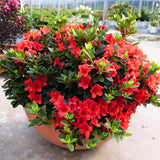 Red Azalea Plant Live, 10 Inches Tall, Hardy Flowering Shrub for Outdoor Planting and Landscaping
