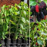 Dwarf Mulberry Plant Live - Size 5-9 Inch Tall - Sweet Mulberry Tree Live Plant