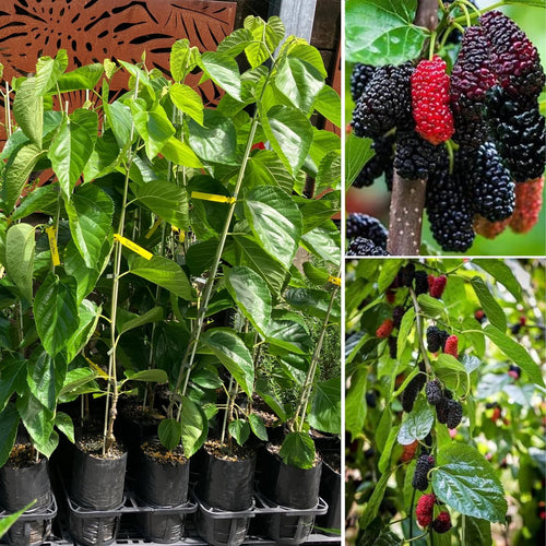 Dwarf Mulberry Plant Live - Size 5-9 Inch Tall - Sweet Mulberry Tree Live Plant