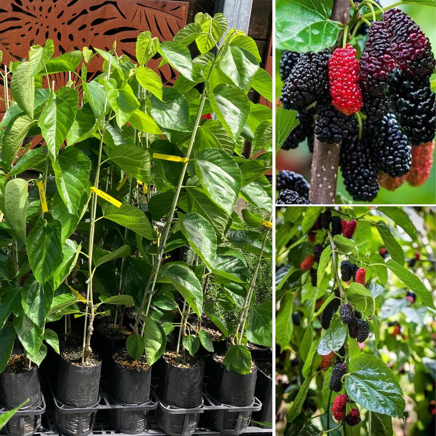Dwarf Mulberry Plant Live - Size 5-9 Inch Tall - Sweet Mulberry Tree Live Plant