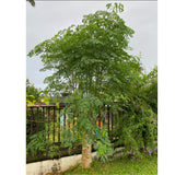 Dwarf Moringa Tree Live Plant in Half Gallon Pot, Well-Rooted Drumstick Malunggay Plant Live, Oleifera Moringa Horseradish Planting Outside, No CA