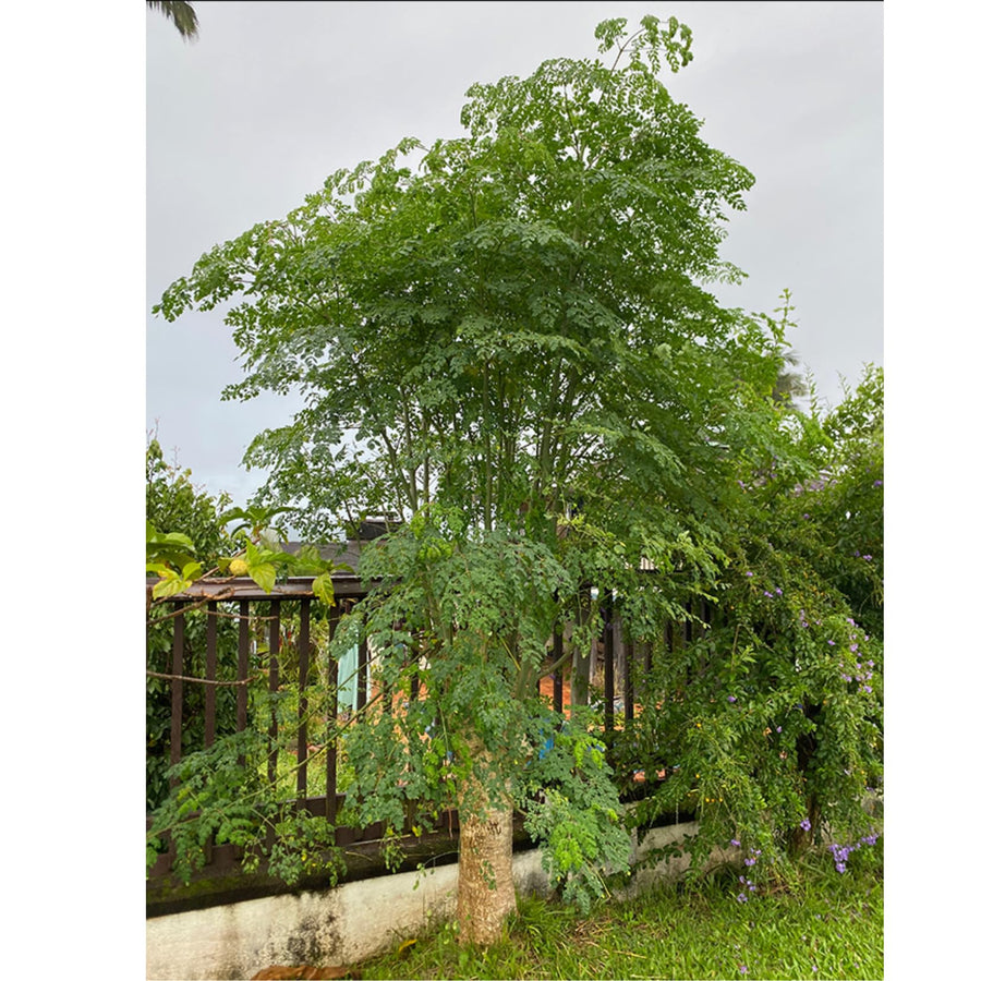 Dwarf Moringa Tree Live Plant in Half Gallon Pot, Well-Rooted Drumstick Malunggay Plant Live, Oleifera Moringa Horseradish Planting Outside, No CA