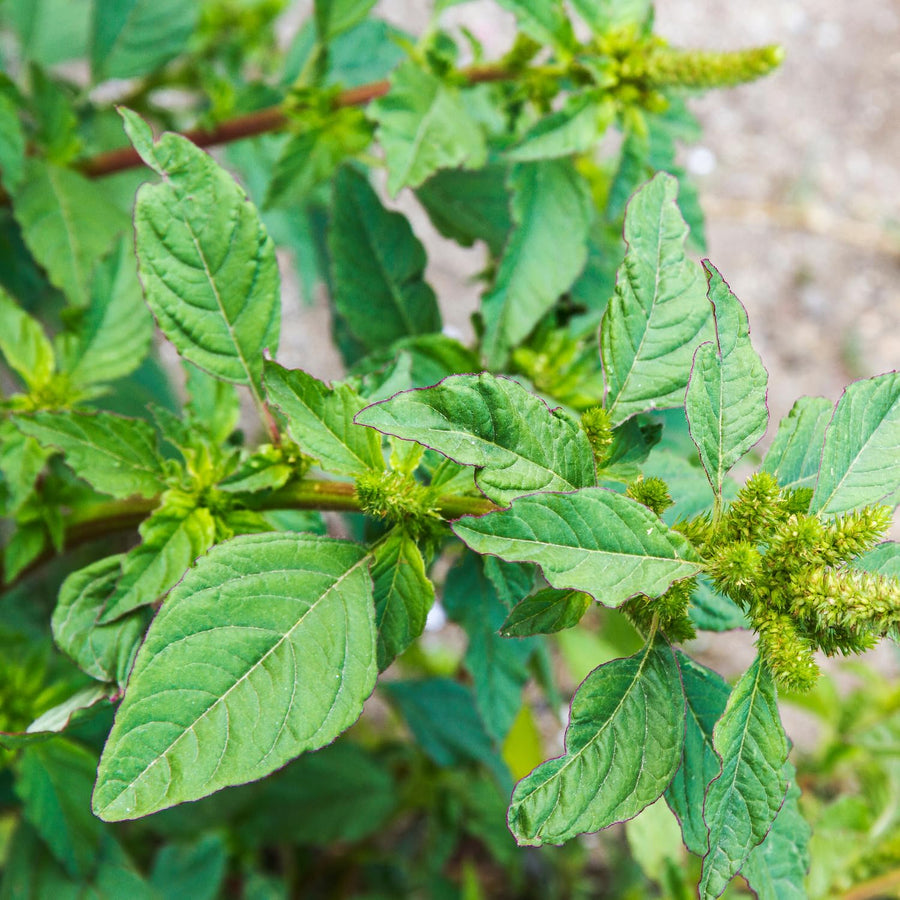 5000 Green Amaranth Seeds for Planting, Tricolor Vegetable Seeds for Garden, Fresh Amaranth Seed for Raised Beds, Containers or Outdoor Growing