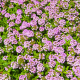 8000 Creeping Thyme Seeds for Planting - Low Growing Ground Cover Herb, Creeping Thyme Plant Seeds for Garden, Landscaping