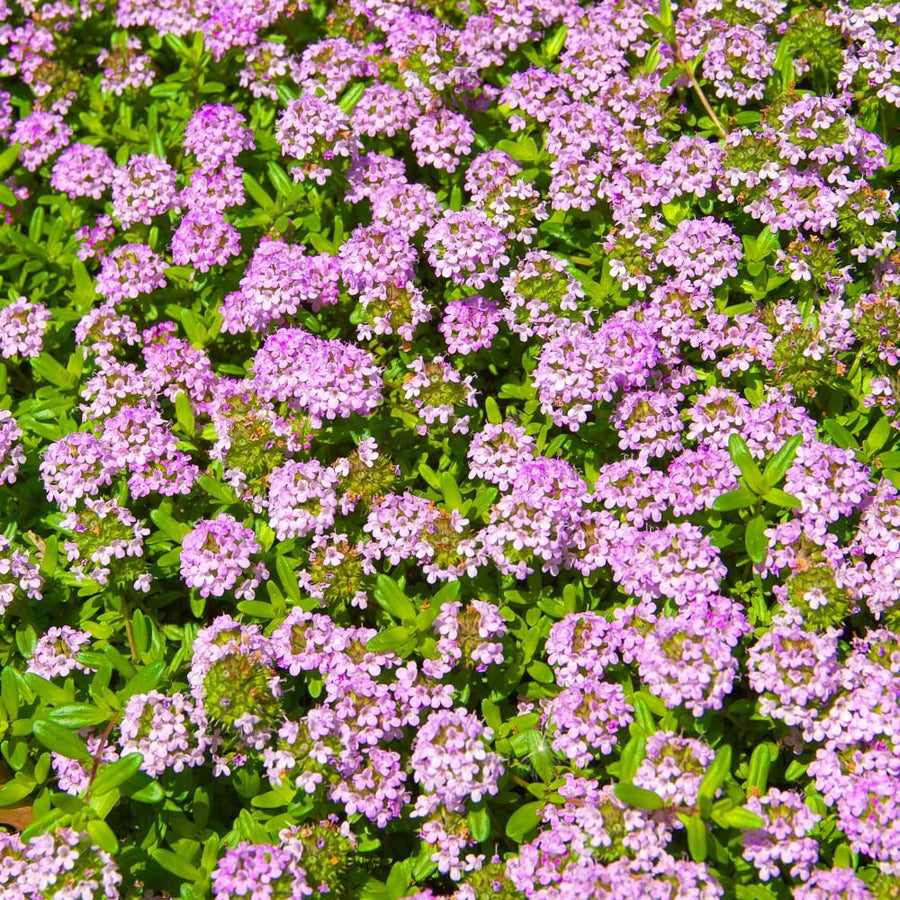 8000 Creeping Thyme Seeds for Planting - Low Growing Ground Cover Herb, Creeping Thyme Plant Seeds for Garden, Landscaping