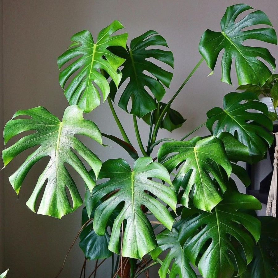 2 Monstera Deliciosa Philodendron Live Plant 5-9" Tall, Rare Tropical Indoor Houseplant Home Garden