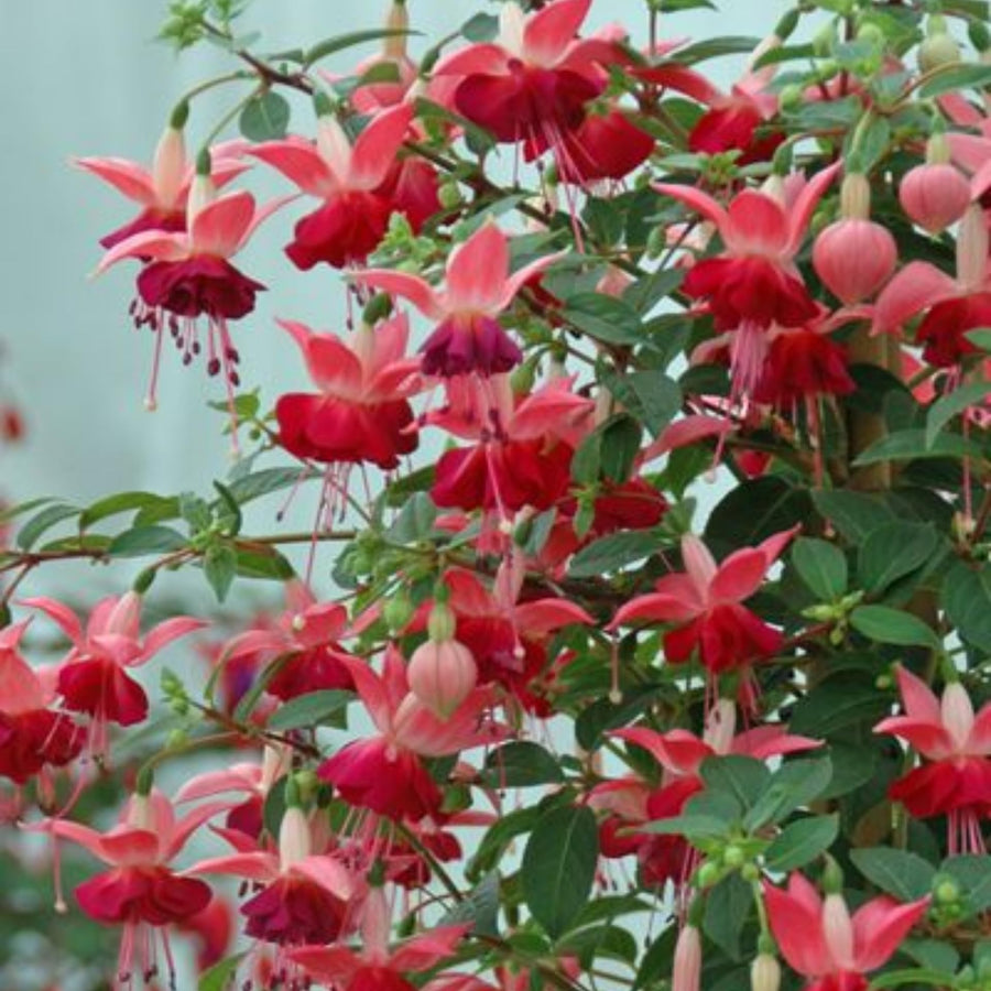 Fuchsia Plant, 3 to 4 Inch Tall Fuchsia Plants Live, Hanging Fuchsias Plants Well Rooted for Planting, Hardy Fuchsias Live Plants, Perennial, Colorful Flowers (Dark Pink Flowers)