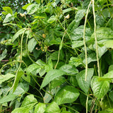 10 Long Green Bush Bean Seeds for Planting, Green Bean Vegetable Seeds, Compact Bush Bean Seeds for Garden and Container Growing
